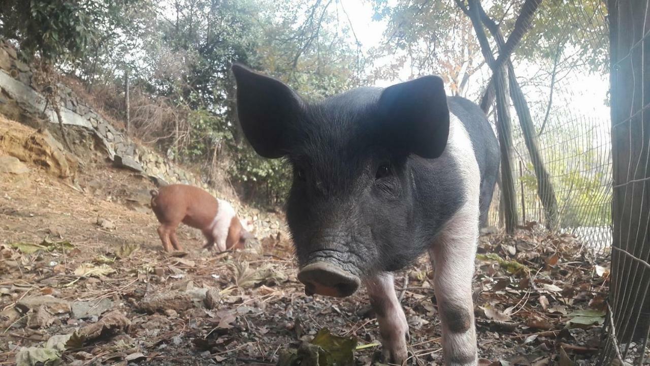 Agriturismo Fattoria Montecontessa Genova