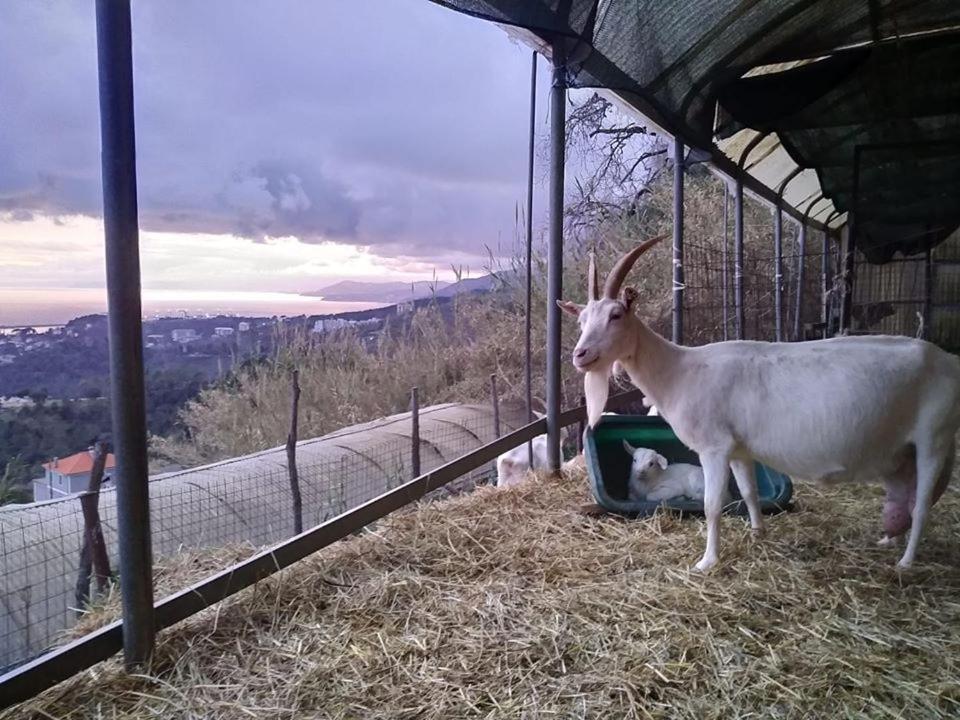 Vakantieboerderij Agriturismo Fattoria Montecontessa *