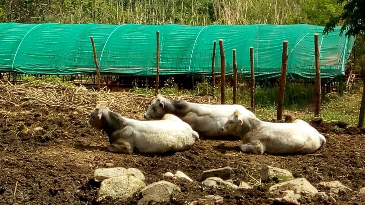 Vakantieboerderij Agriturismo Fattoria Montecontessa Genua